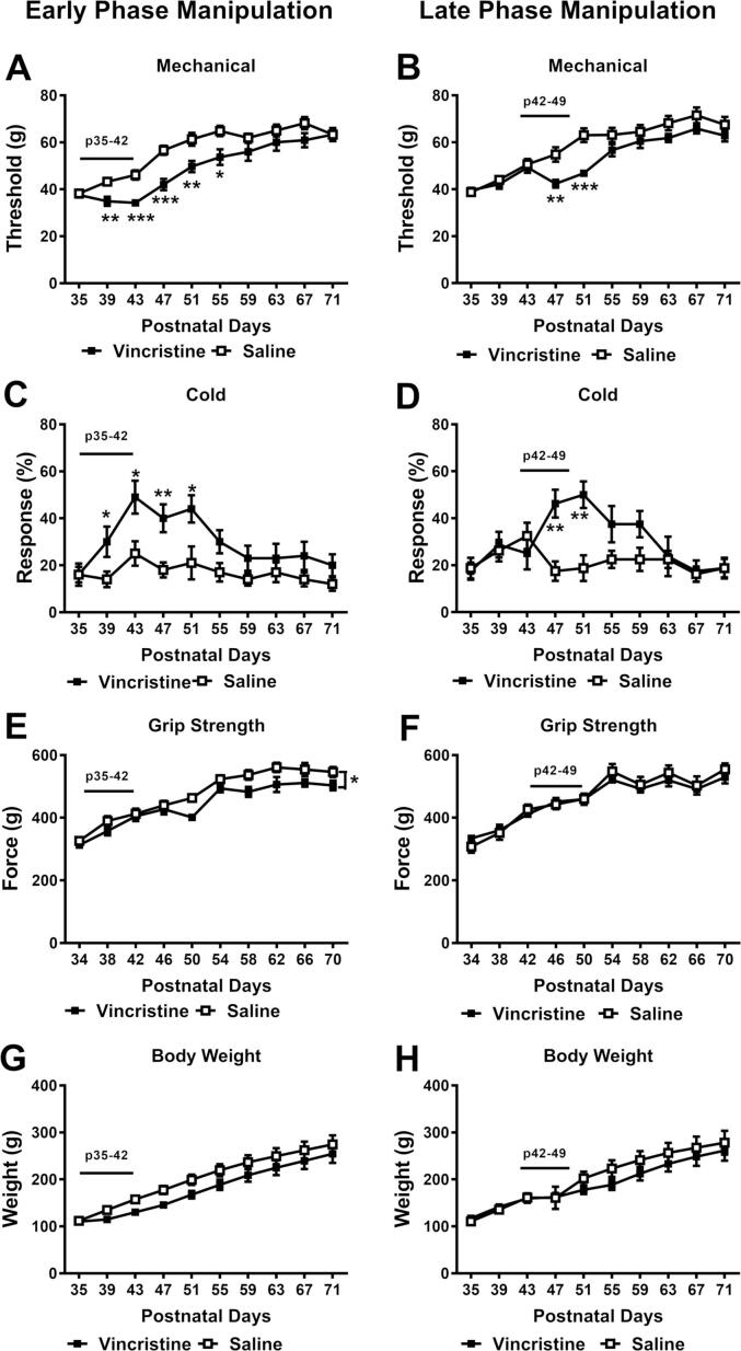 An adolescent rat model of vincristine-induced peripheral neuropathy