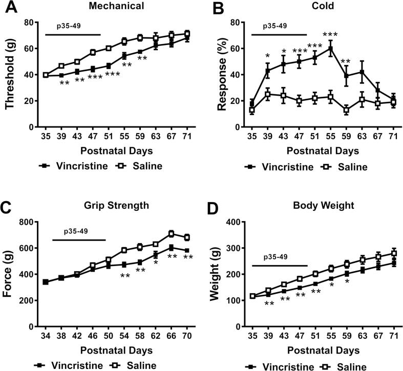 An adolescent rat model of vincristine-induced peripheral neuropathy