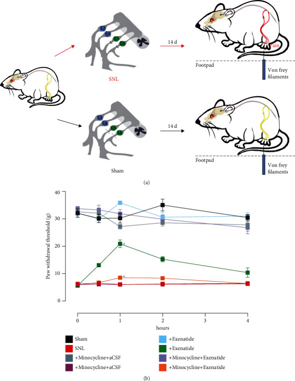 Microglial Activation of GLP-1R Signaling in Neuropathic Pain Promotes Gene Expression Adaption Involved in Inflammatory Responses.