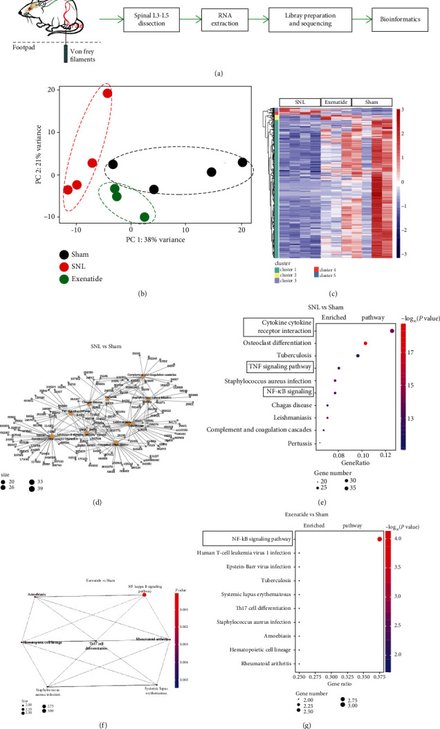 Microglial Activation of GLP-1R Signaling in Neuropathic Pain Promotes Gene Expression Adaption Involved in Inflammatory Responses.