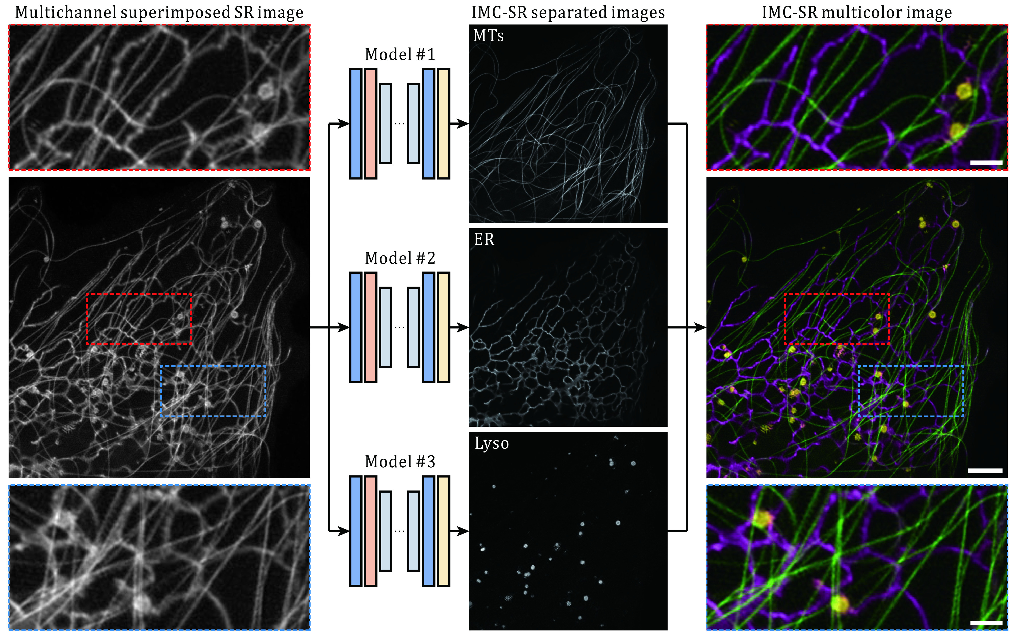 Instant multicolor super-resolution microscopy with deep convolutional neural network.