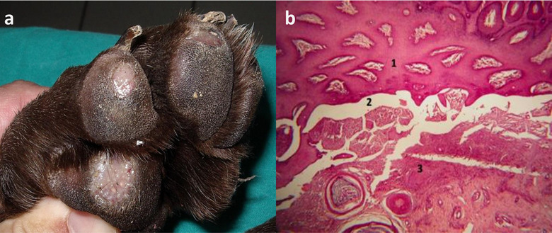 Genetic trend of the junctional epidermolysis bullosa in the German shorthaired pointer in Italy.