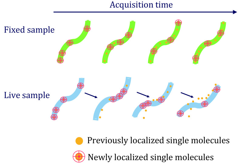 Advancing biological super-resolution microscopy through deep learning: a brief review.