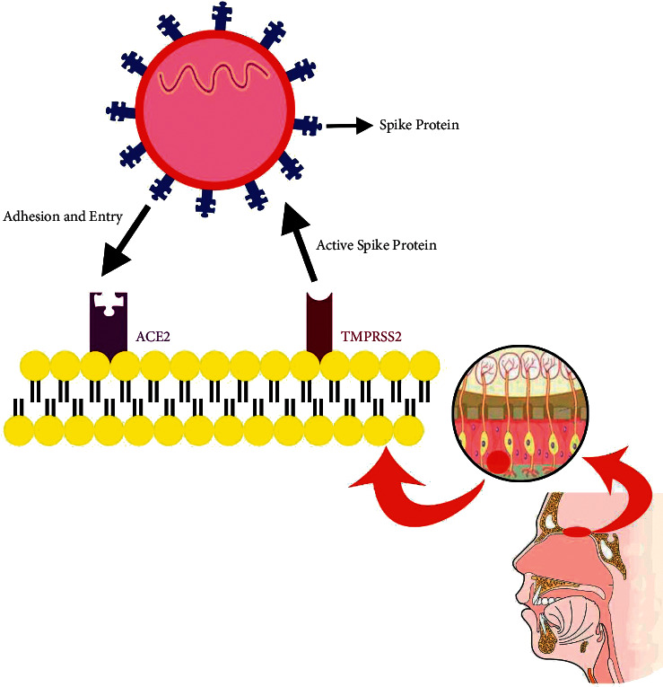 The Role of ACE2 Receptors of the Olfactory System in Anosmia in COVID-19: An Overview.