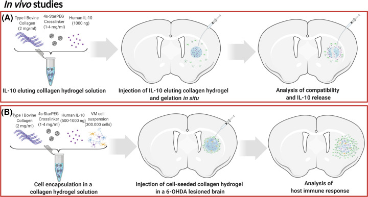 Anti-inflammatory cytokine-eluting collagen hydrogel reduces the host immune response to dopaminergic cell transplants in a rat model of Parkinson's disease.