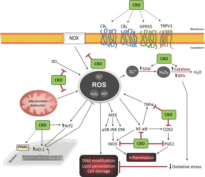 Cannabidiol modulation of oxidative stress and signalling.