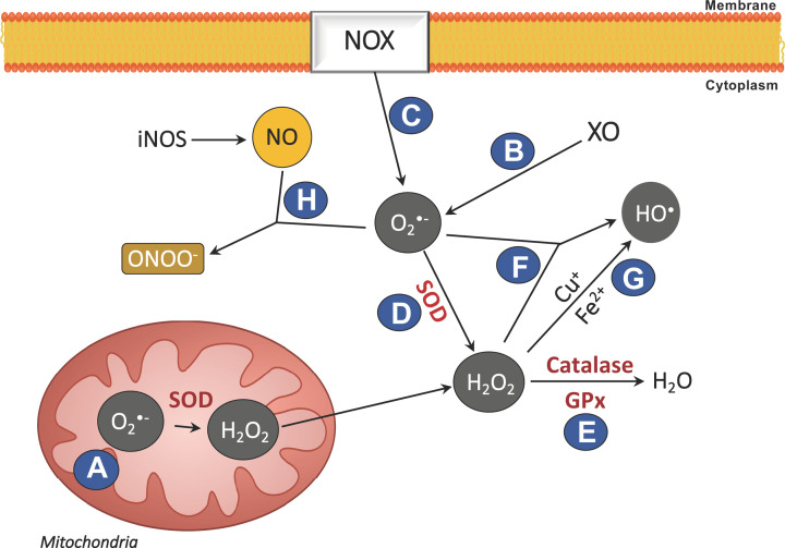 Cannabidiol modulation of oxidative stress and signalling.