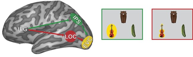 Task-Irrelevant Semantic Properties of Objects Impinge on Sensory Representations within the Early Visual Cortex.