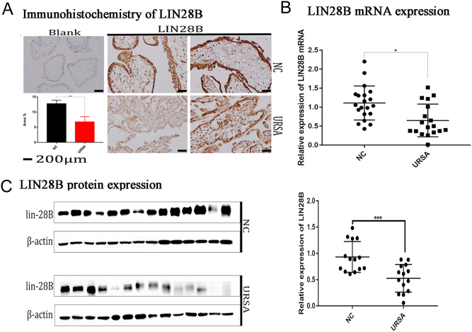 Does LIN28B gene dysregulation make women more likely to abort?