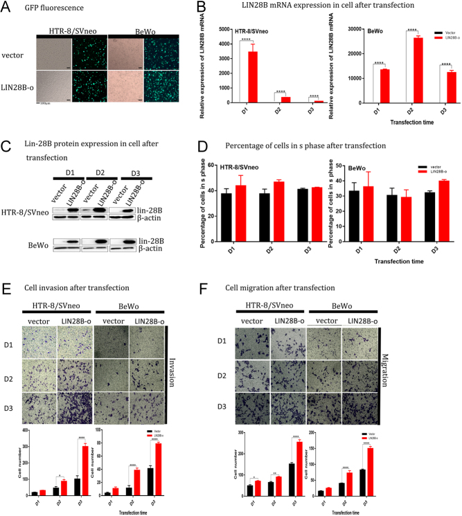 Does LIN28B gene dysregulation make women more likely to abort?