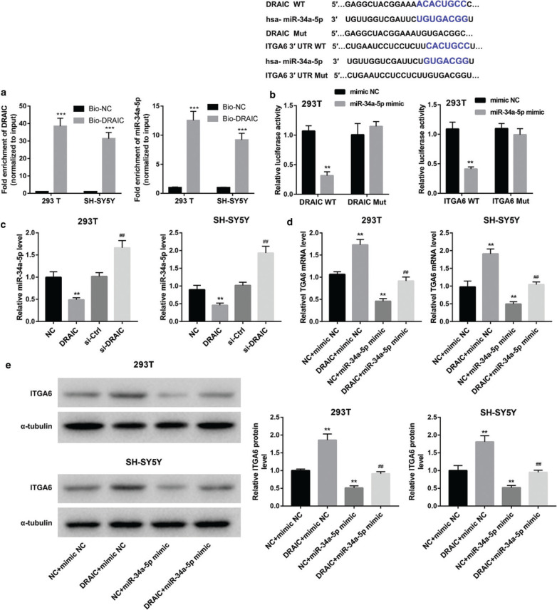 LncRNA DRAIC regulates cell proliferation and migration by affecting the miR-34a-5p/ITGA6 signal axis in Hirschsprung's disease.