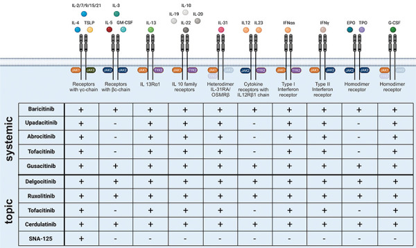 Janus kinase inhibitors for the therapy of atopic dermatitis.