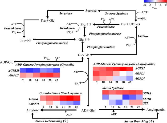 Genotype-dependent and heat-induced grain chalkiness in rice correlates with the expression patterns of starch biosynthesis genes.