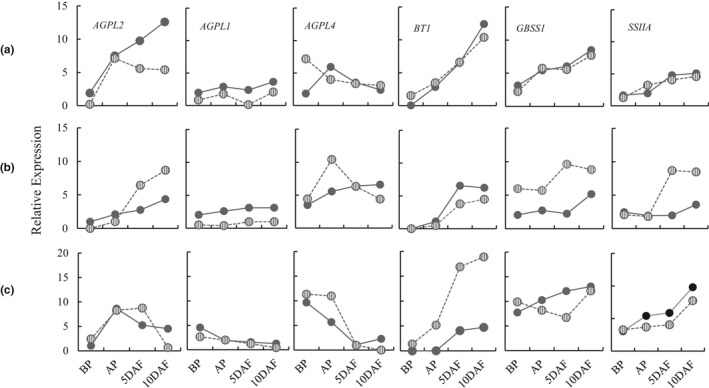 Genotype-dependent and heat-induced grain chalkiness in rice correlates with the expression patterns of starch biosynthesis genes.