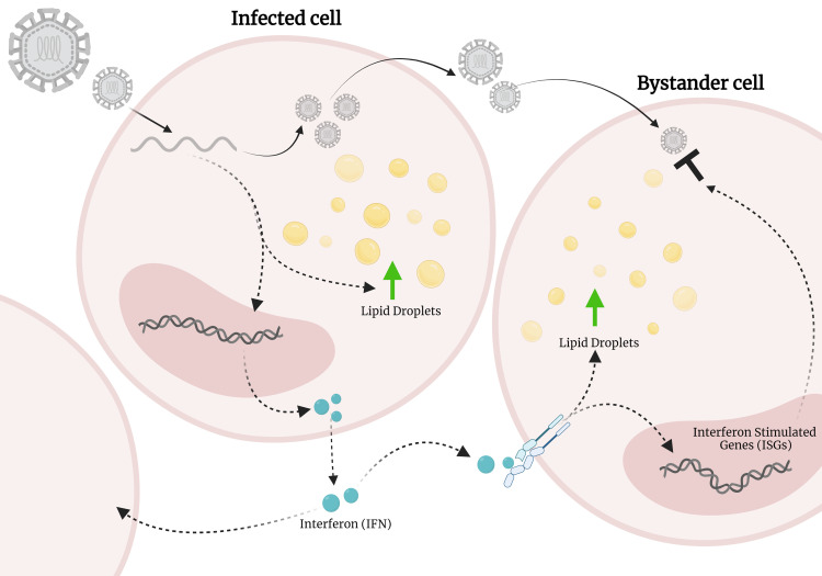 Host upregulation of lipid droplets drives antiviral responses.