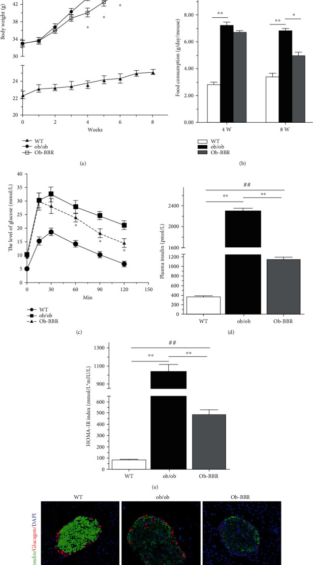 Berberine Reshapes the Balance of the Local Renin-Angiotensin System by Modulating Autophagy under Metabolic Stress in Pancreatic Islets.