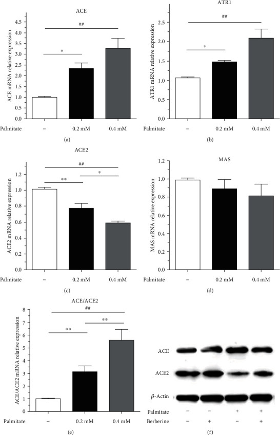 Berberine Reshapes the Balance of the Local Renin-Angiotensin System by Modulating Autophagy under Metabolic Stress in Pancreatic Islets.