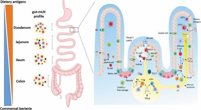 Oral tolerance as antigen-specific immunotherapy.