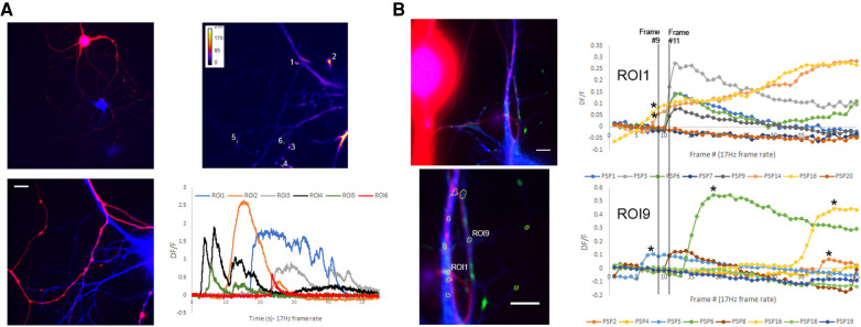Excitatory postsynaptic calcium transients at <i>Aplysia</i> sensory-motor neuron synapses allow for quantal examination of synaptic strength over multiple days in culture.