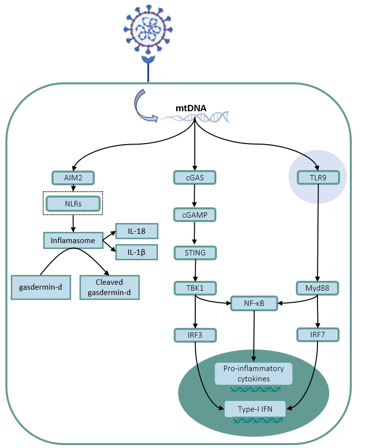 Through DNA sensors and hidden mitochondrial effects of SARS-CoV-2.