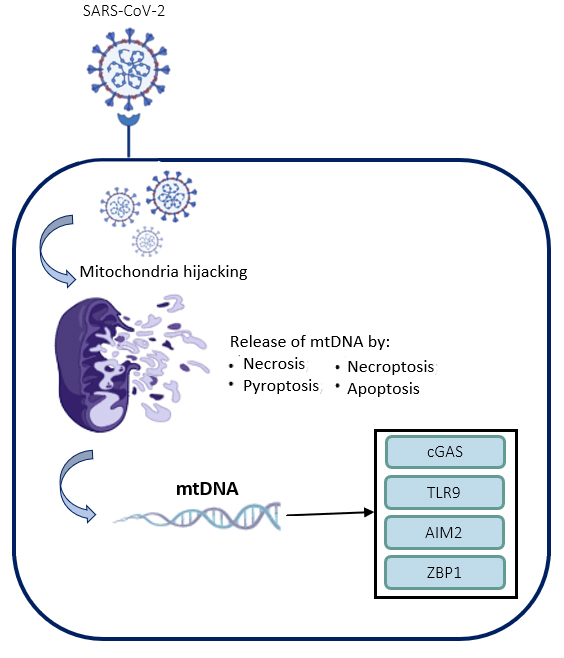 Through DNA sensors and hidden mitochondrial effects of SARS-CoV-2.