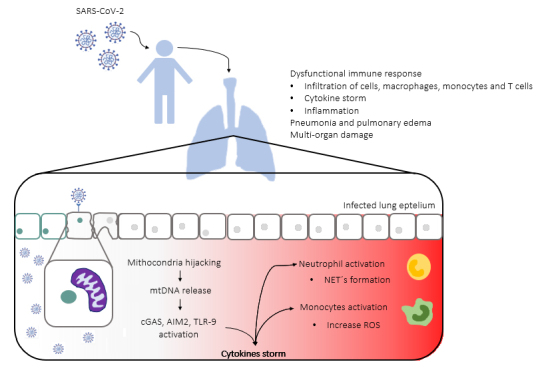 Through DNA sensors and hidden mitochondrial effects of SARS-CoV-2.