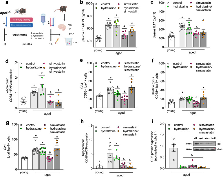 Simvastatin therapy attenuates memory deficits that associate with brain monocyte infiltration in chronic hypercholesterolemia.