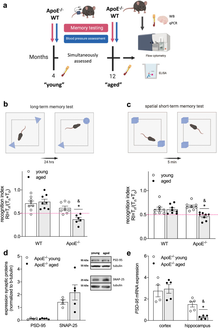 Simvastatin therapy attenuates memory deficits that associate with brain monocyte infiltration in chronic hypercholesterolemia.