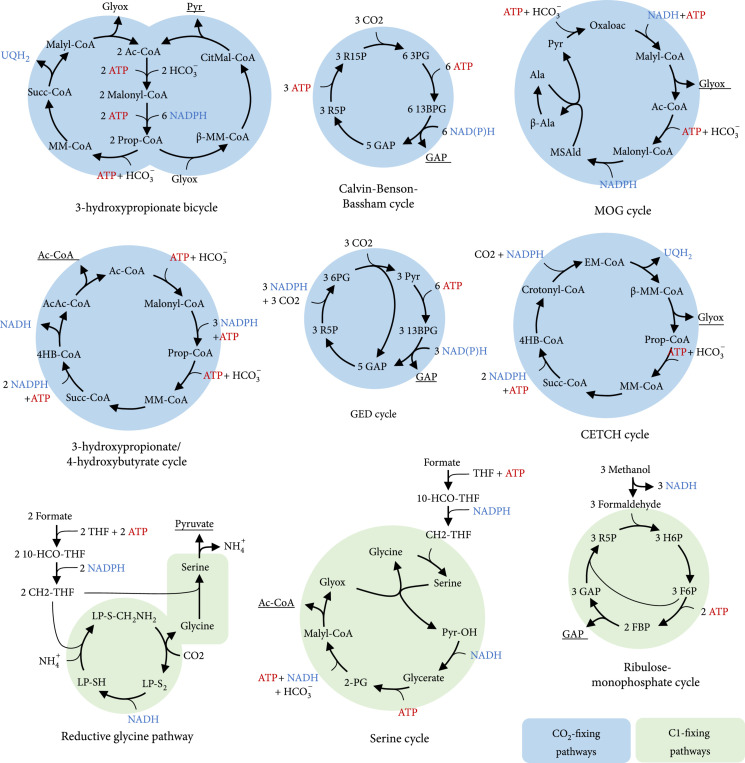 In-Depth Computational Analysis of Natural and Artificial Carbon Fixation Pathways.