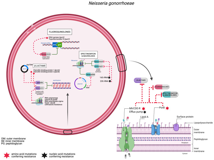 Recent advances in understanding and combatting <i>Neisseria gonorrhoeae</i>: a genomic perspective.