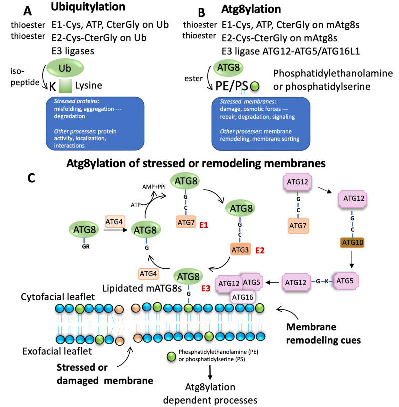 Atg8ylation as a general membrane stress and remodeling response.