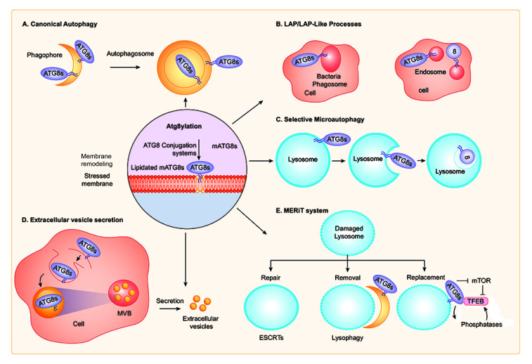 Atg8ylation as a general membrane stress and remodeling response.