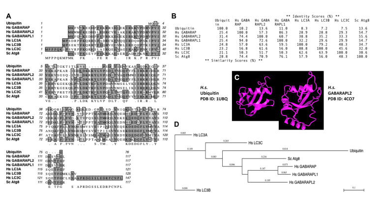 Atg8ylation as a general membrane stress and remodeling response.