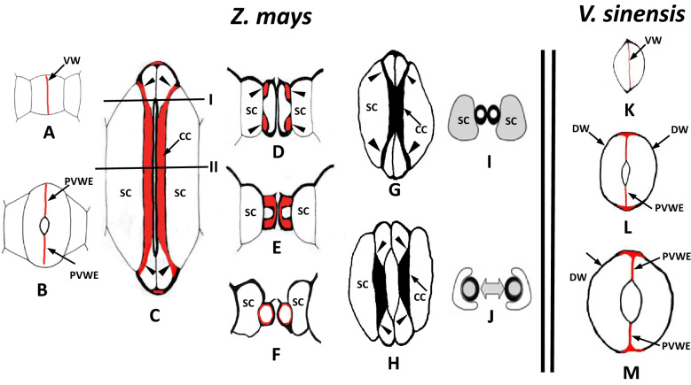 Callose: a multifunctional (1, 3)-β-D-glucan involved in morphogenesis and function of angiosperm stomata.