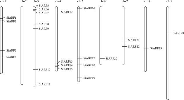 Whole-Genome Duplication and Purifying Selection Contributes to the Functional Redundancy of Auxin Response Factor (<i>ARF</i>) Genes in Foxtail Millet (<i>Setaria italica</i> L.).