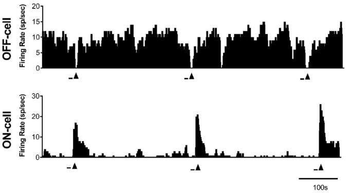 Physiological properties of pain-modulating neurons in rostral ventromedial medulla in female rats, and responses to opioid administration
