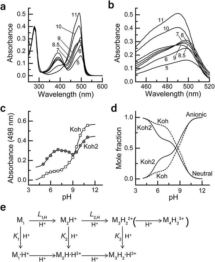 A photoswitchable fluorescent protein for hours-time-lapse and sub-second-resolved super-resolution imaging