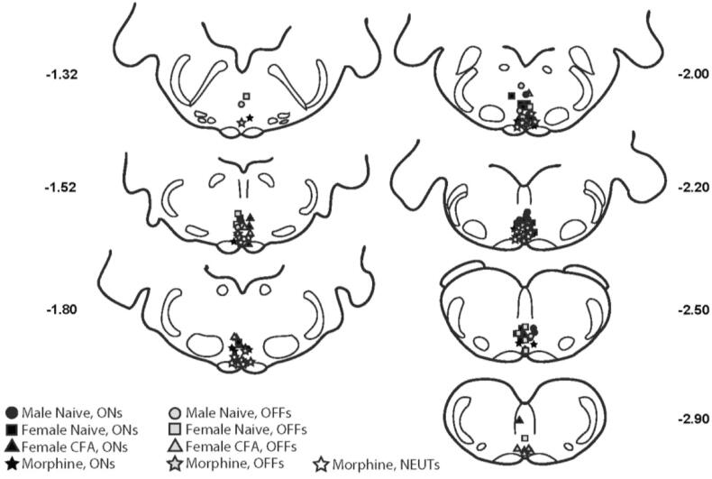 Physiological properties of pain-modulating neurons in rostral ventromedial medulla in female rats, and responses to opioid administration