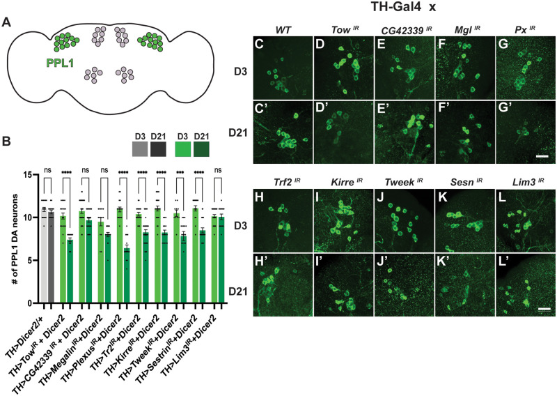 Characterizing dopaminergic neuron vulnerability using genome-wide analysis.