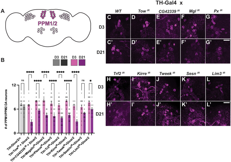 Characterizing dopaminergic neuron vulnerability using genome-wide analysis.