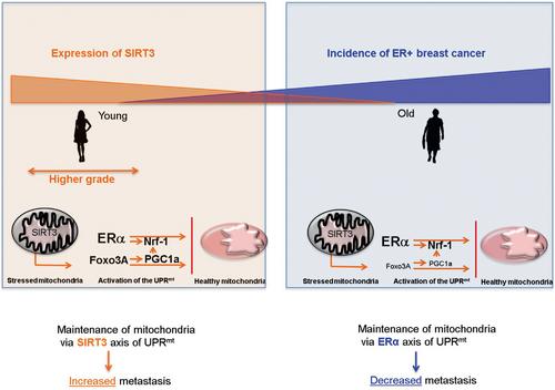 Are the estrogen receptor and SIRT3 axes of the mitochondrial UPR key regulators of breast cancer subtype determination according to age?