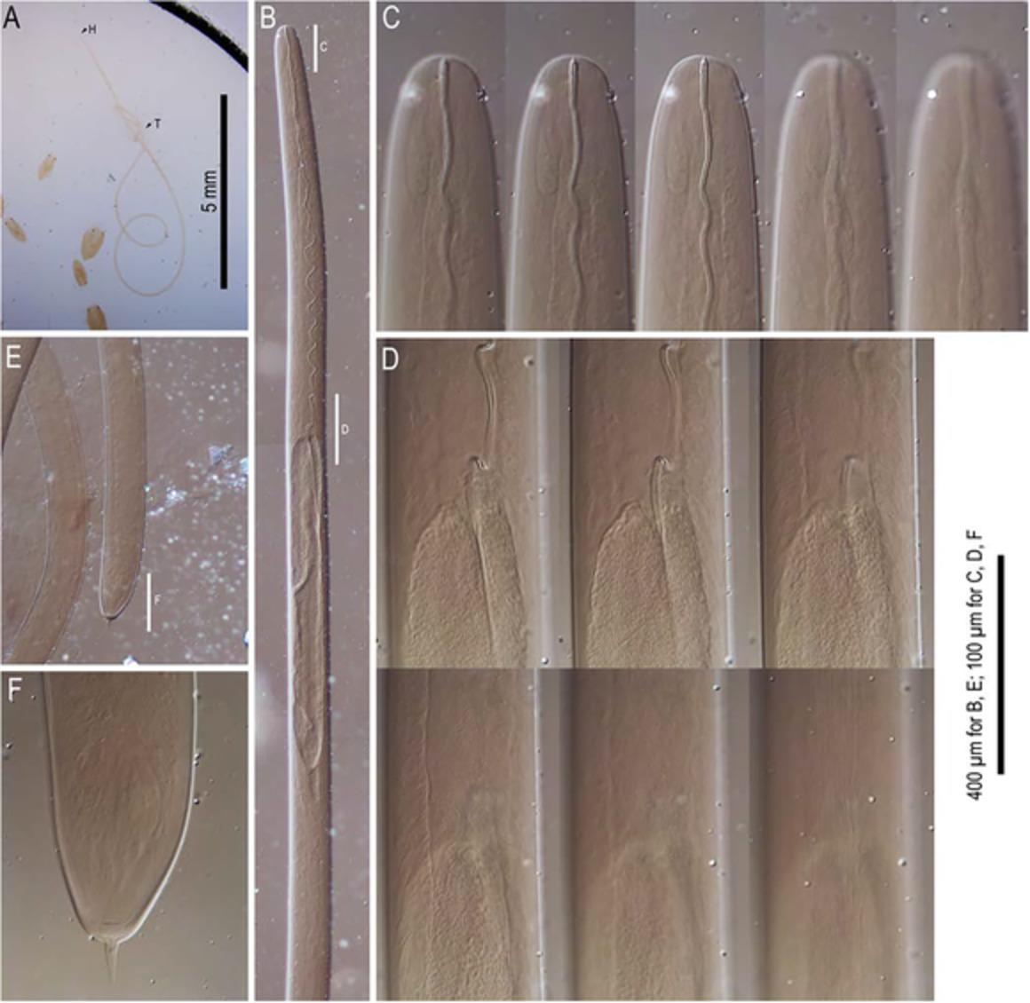 First record of a mermithid nematode (Nematoda: Mermithidae) parasitizing winged females of gall-forming aphids (Hemiptera: Aphididae: Eriosomatinae)