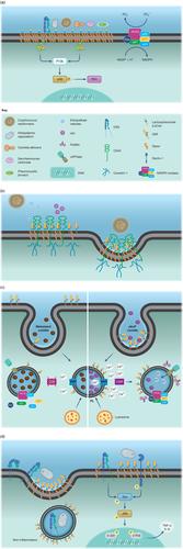 Host cell membrane microdomains and fungal infection