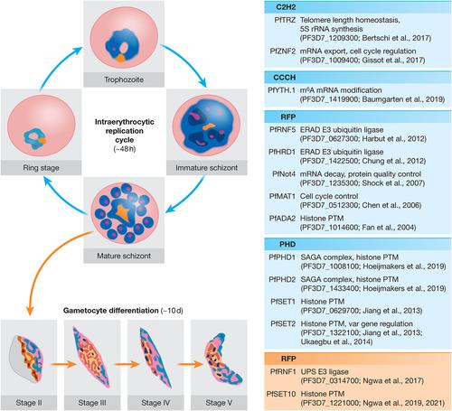 Zinc finger proteins of Plasmodium falciparum