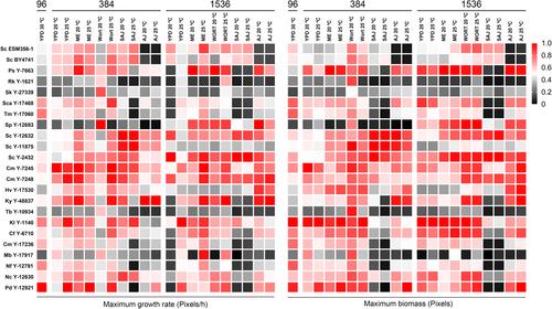 A high-throughput screening method for the discovery of Saccharomyces and non-Saccharomyces yeasts with potential in the brewing industry