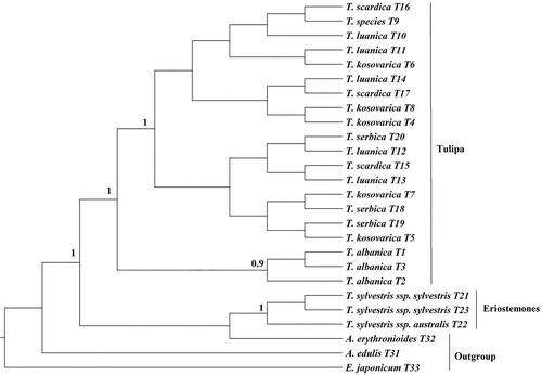 A phylogenetic analysis of the wild Tulipa species (Liliaceae) of Kosovo based on plastid and nuclear DNA sequence