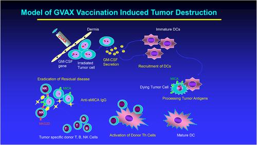 Whole tumor cell vaccines engineered to secrete GM-CSF (GVAX)