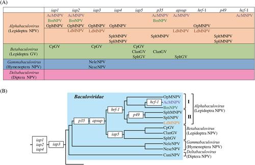 Apoptotic arms races in insect-baculovirus coevolution