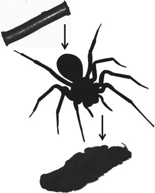 Immune function does not trade-off with reproductive effort in a semelparous wolf spider with parental care