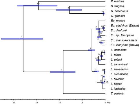 Putting European lampreys into perspective: A global-scale multilocus phylogeny with a proposal for a generic structure of the Petromyzontidae